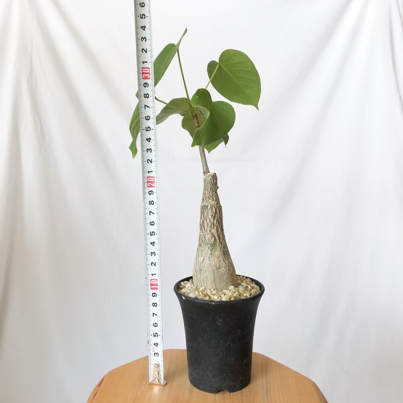 プセウドボンバックス エリプティクム pseudobombax ellipticum 塊根