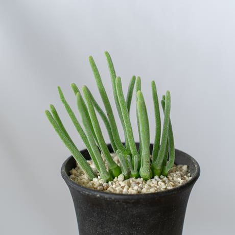 モニラリア・モニリフォルミス【大株、発根済】 検索：コーデックス