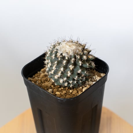 コピアポア | STORES