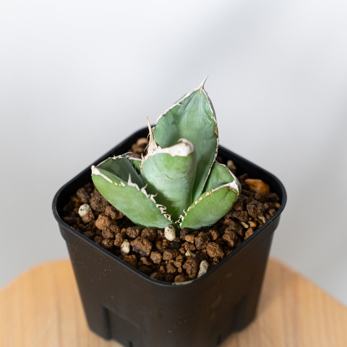 アガベ チタノタ 大白鯊 ホオジロザメ 【発根管理中】TC株 Agave