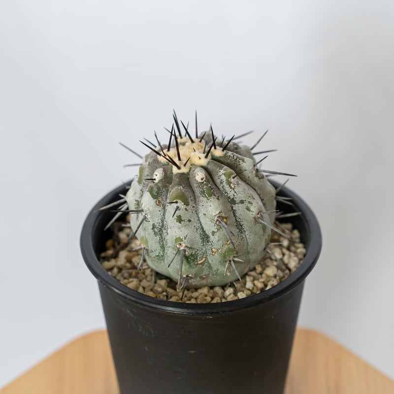 コピアポア　黒王丸　copiapoa cinerea【傷や汚れあり】 コピアポア 黒王丸 現地株【発根管理中】Copiapoa cinerea