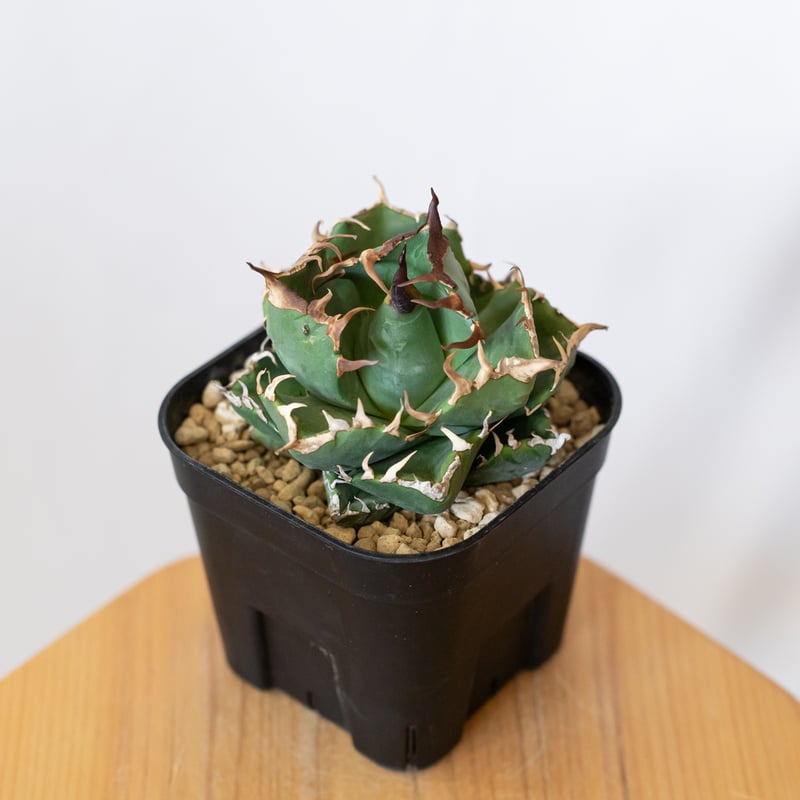 アガベ チタノタ 魔丸 美株 OC株 agave titanota imps 多肉植物 珍奇植