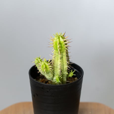 ユーフォルビア 紅彩閣錦 エノプラ 斑入り 実生 Euphorbia enopla 塊根植物 多肉植物 珍奇植物 静岡 ANTIDOTE 通販 S1482