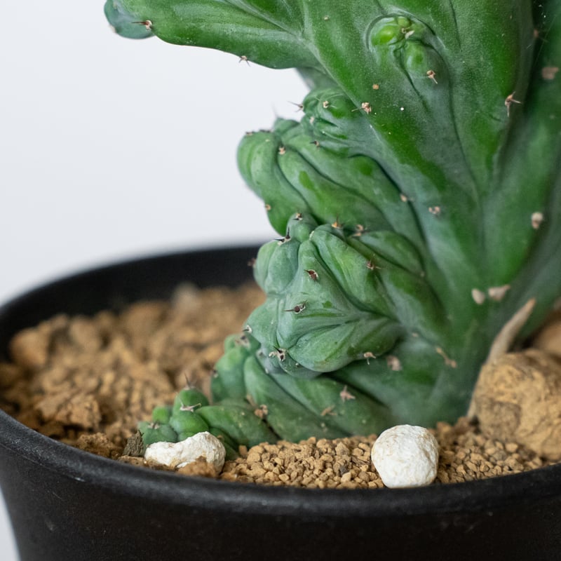 ミルティロカクタス 竜神木 石化 実生 Myrtillocactus geometrizans