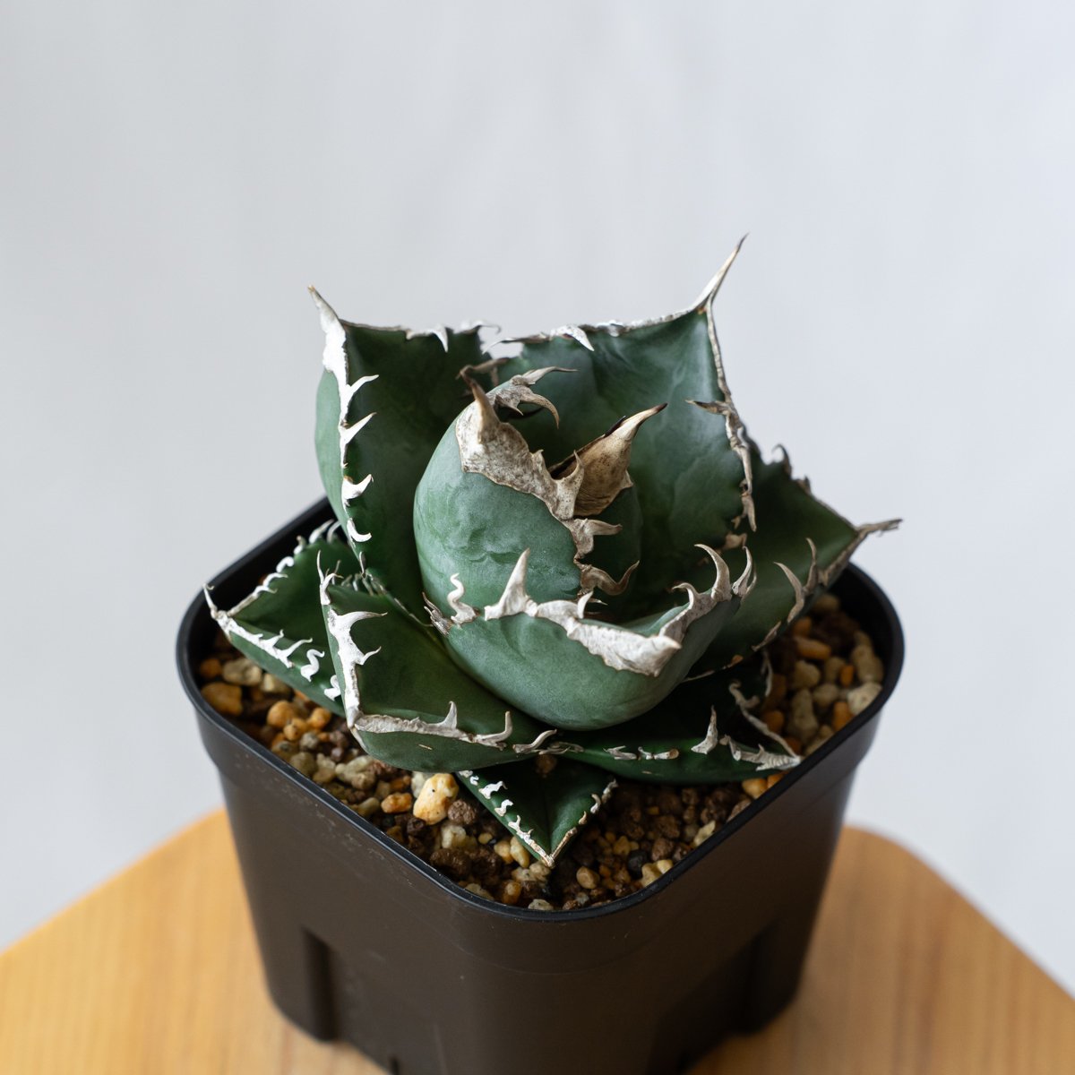 アガベ チタノタ 南アフリカダイヤモンド TC株 Agave titanota South A