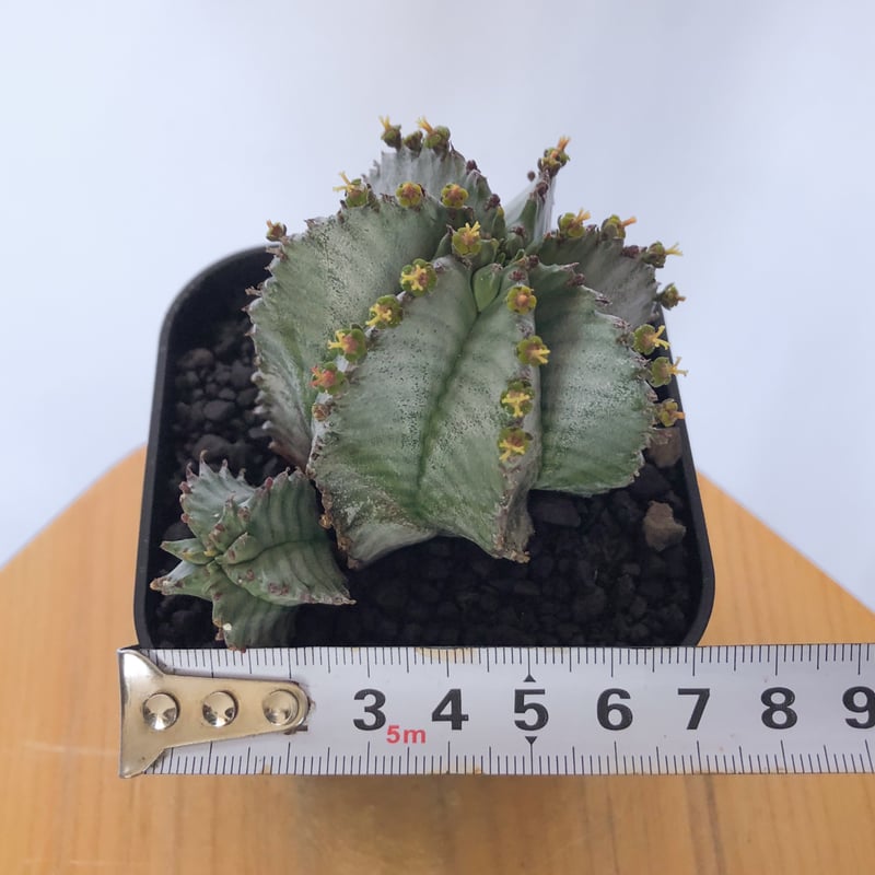 ユーフォルビア ホリダ 仔株付き Euphorbia horrida 多肉植物 珍奇植物