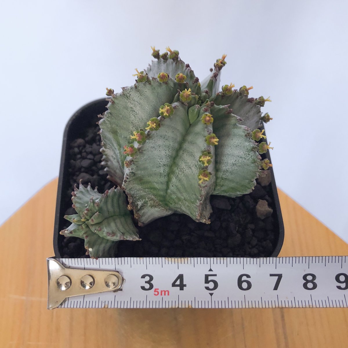 ユーフォルビア ホリダ 仔株付き Euphorbia horrida 多肉植物 珍奇植物
