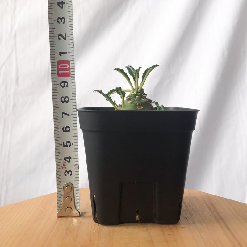 ドルステニア ラブラニー Dorstenia Dorstenia lavrani 塊根植物 多