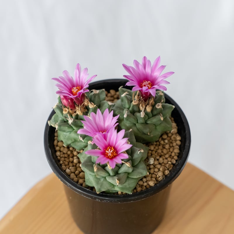 実生 アロンソイ ツルビニカルプス サボテン / メキシカーナ