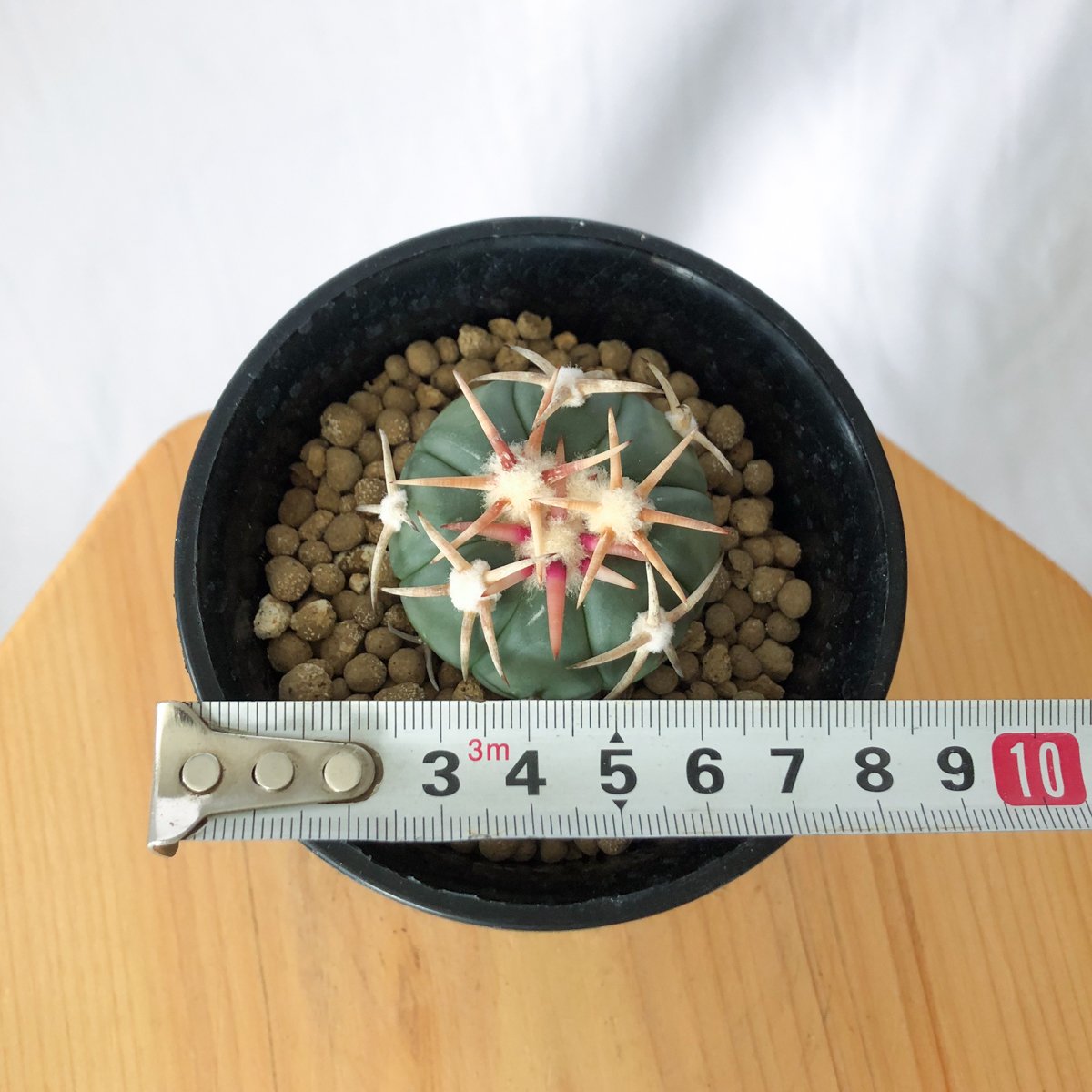 エキノカクタス 白刺翠平丸 実生 美株 Echinocactus horizonthaloni