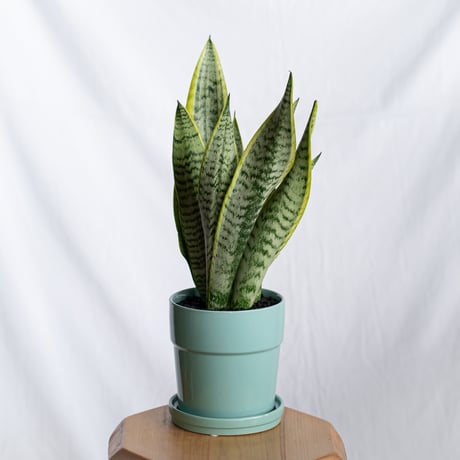 サンスベリア ローレンティー トラノオ 鉢セット Sansevieria trifasciata Laurentii  観葉植物 多肉植物 インテリアグリーン 静岡 ANTIDOTE 通販 S1299