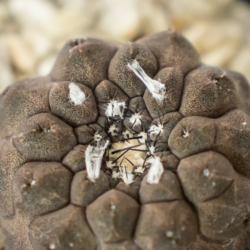 リザードスキン群生　コピアポア　特大苗　鉢ごと発送　国内繁殖苗　ヒポガエア 2025年最新】コピアポア ヒポガエア リザードスキンの人気