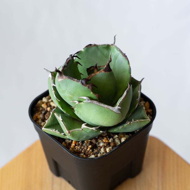 アガベ チタノタ 純血ジャガーノート OC株 Agave titanota Juggernau