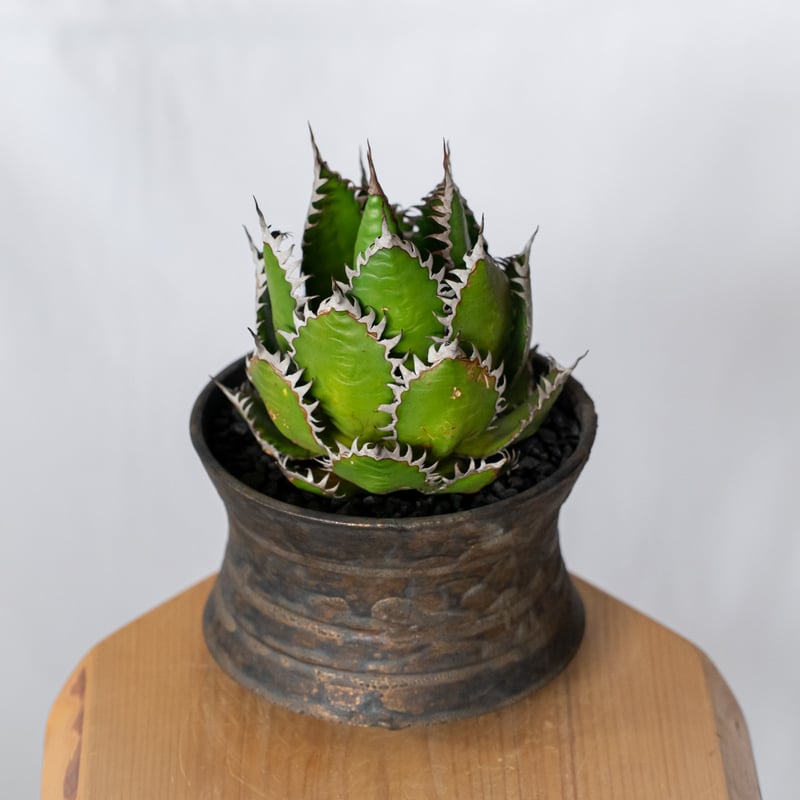 植物　アガベ ホリダ 希少な球体タイプ（コレクション整理のため出品） アガベ ホリダ 鉢セット OC株【発根管理中】Agave horrida 多肉植物
