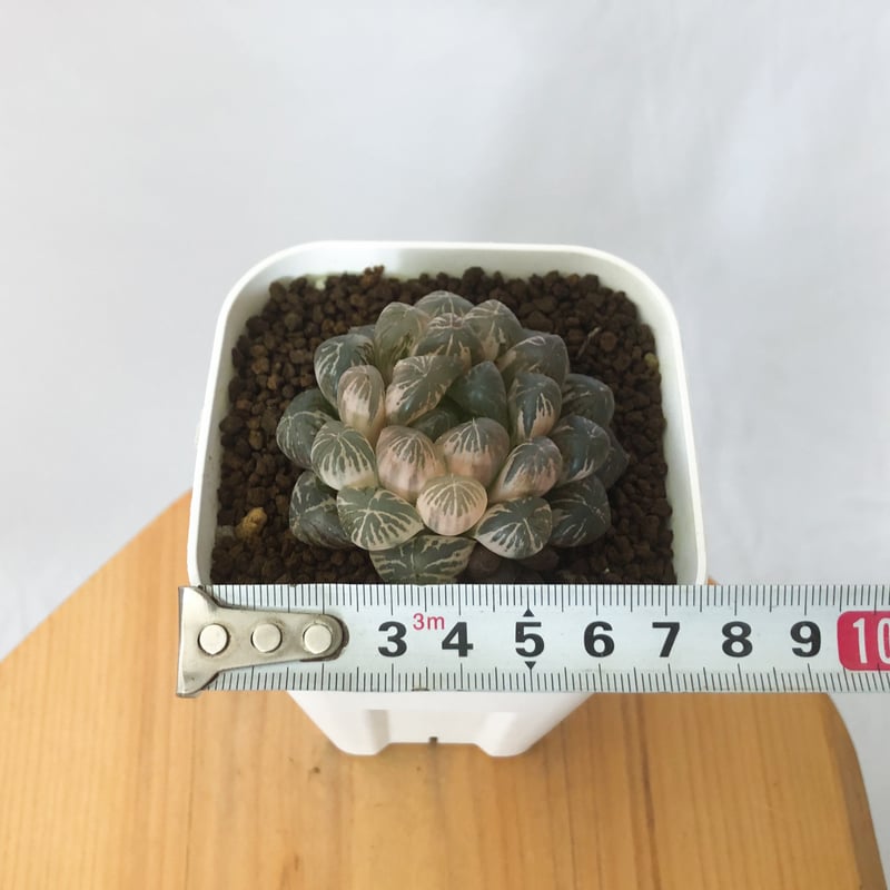 多肉植物　ハオルチア　蜜璃姫オブツーサ錦　超美品　鮮明錦　糊斑　1株限り Yahoo!オークション - 多肉植物 ハオルチア 姫オブツーサ錦 超美