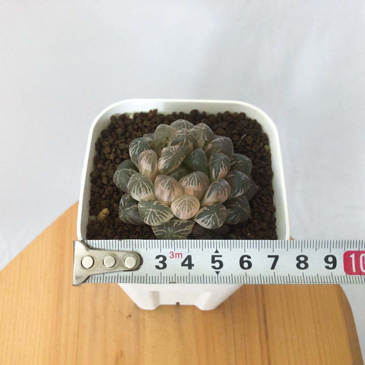 ハオルチア⭐️ 月の恋人⭐️ 斑入り 美苗　美品　発根済み。 楽天市場】ハオルチア・OB-1 【9cm鉢】 カクタス長田 ツルボラン