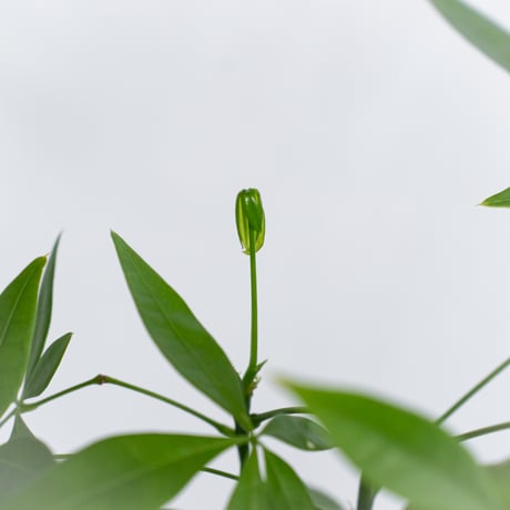 パキラ 鉢セット Pachira Guiana Chestnut 観葉植物 インテリアグリーン 静岡 ANTIDOTE 通販 S1046