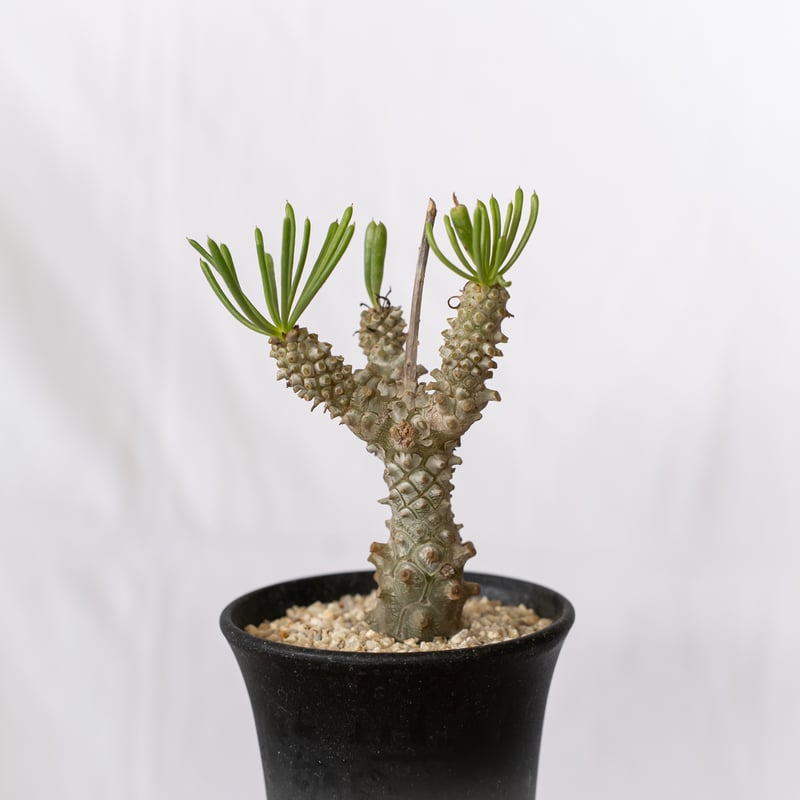 チレコドン ワリチー 奇峰錦 実生 Tylecodon wallichii コーデックス