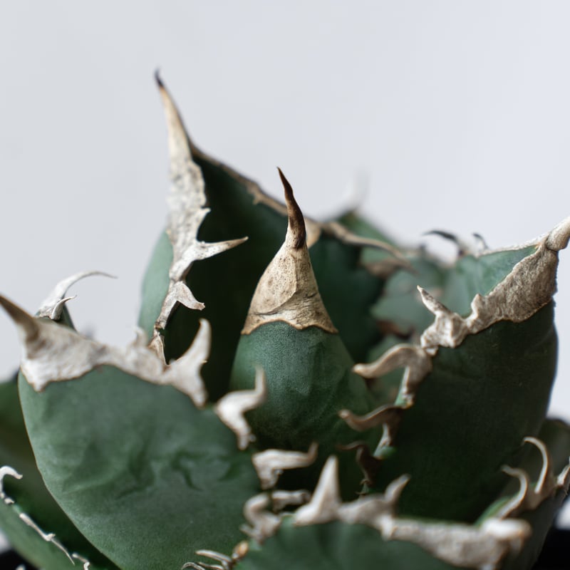 アガベ チタノタ 南アフリカダイヤモンド TC株 Agave titanota South A