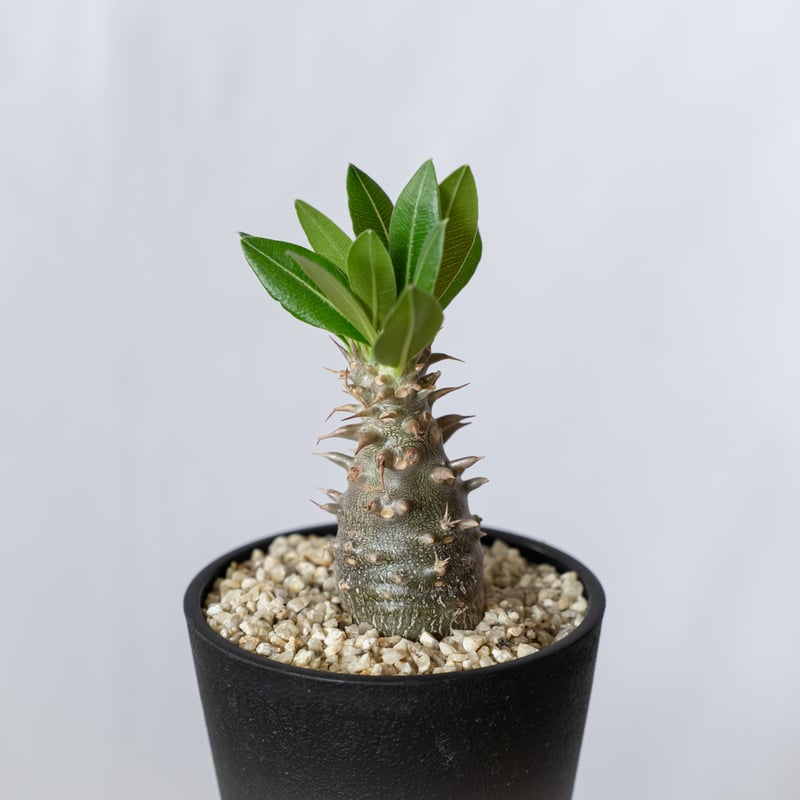 パキポディウム デンシフローラム 実生 シバ女王の玉櫛 Pachypodium