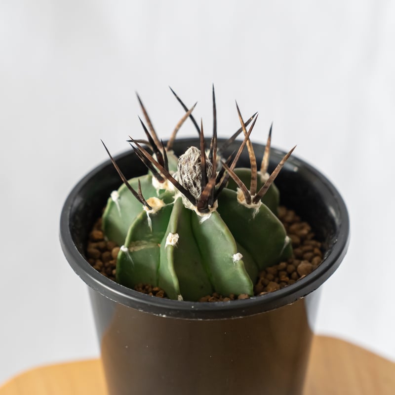 アストロフィツム 大鳳玉 実生 美株 Astrophytum capricorne v. cr