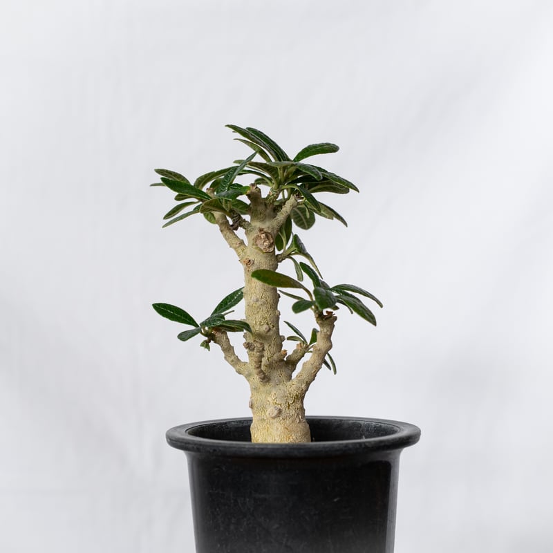 ドルステニア ギガス Dorstenia gigas 実生 塊根植物 多肉植物 珍奇
