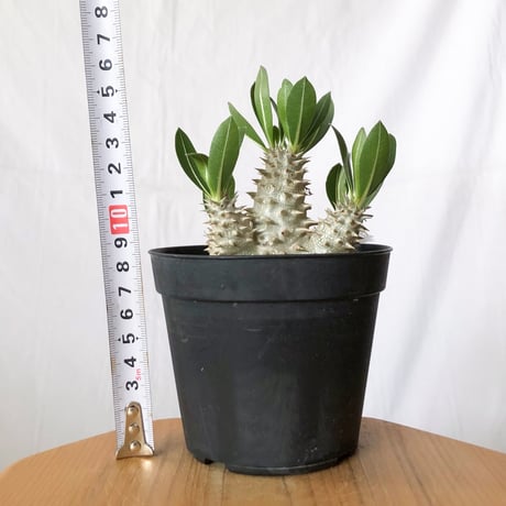 パキポディウム 恵比寿大黒 実生 Pachypodium Densicaule 塊根植物 コーデックス 多肉植物 珍奇植物 静岡 ANTIDOTE 通販 S1420