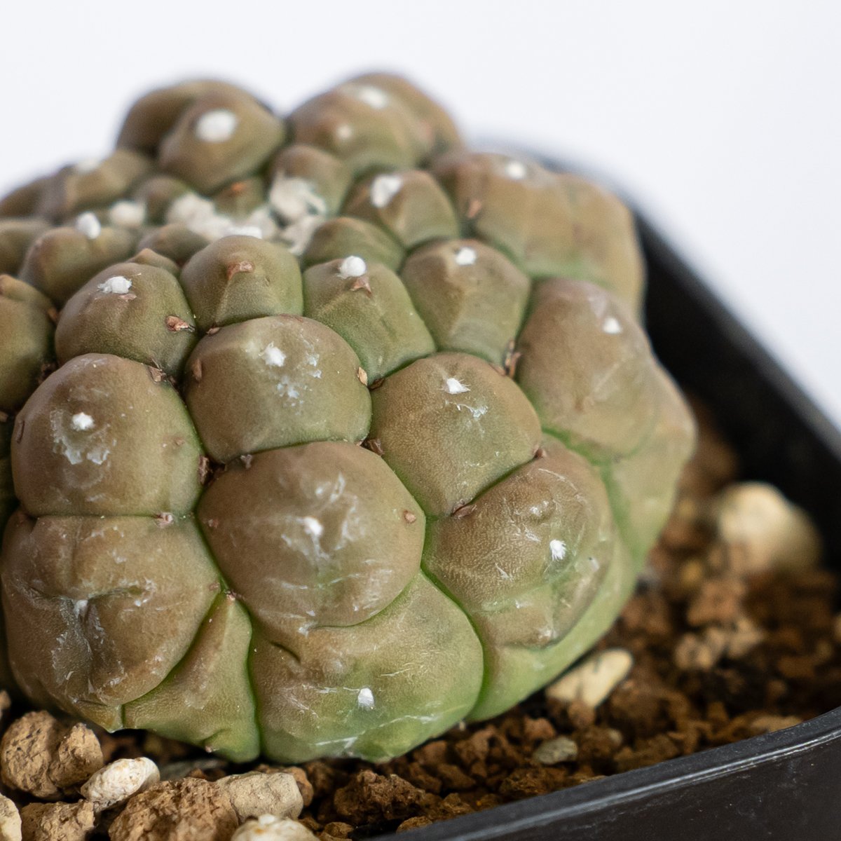 アストロフィツム 亀甲兜 リザードスキン 実生 Astrophytum Asteria