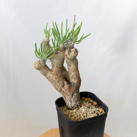 チレコドン ハリー　現地球　Tylecodon hallil チレコドン ハリー 現地球 Tylecodon hallil