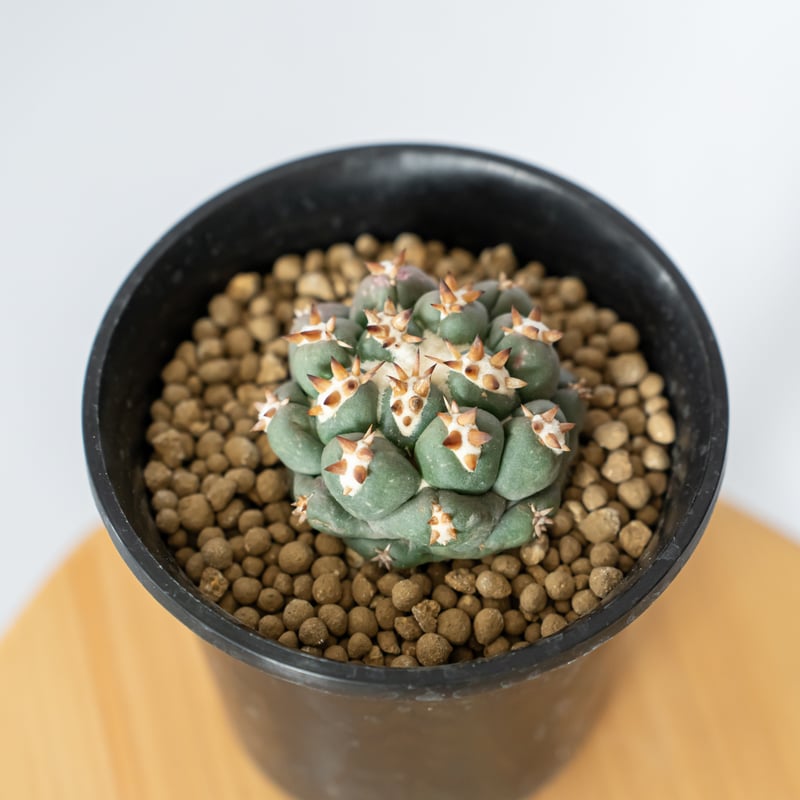 【美株強刺】ダブルヘッドコリファンタ 獅子奮迅 菊水 帝冠 黒王丸 天平丸 美株強刺ダブルヘッドコリファンタ 獅子奮迅 太平丸 菊水 帝冠 黒