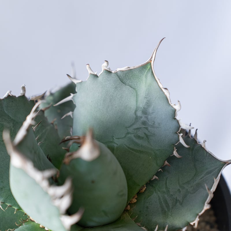 アガベ チタノタ 覇王竜 agave titanota 大株 アガベ チタノタ 覇王竜 大株「Agave titanota 'Haouryu'」AG24-2
