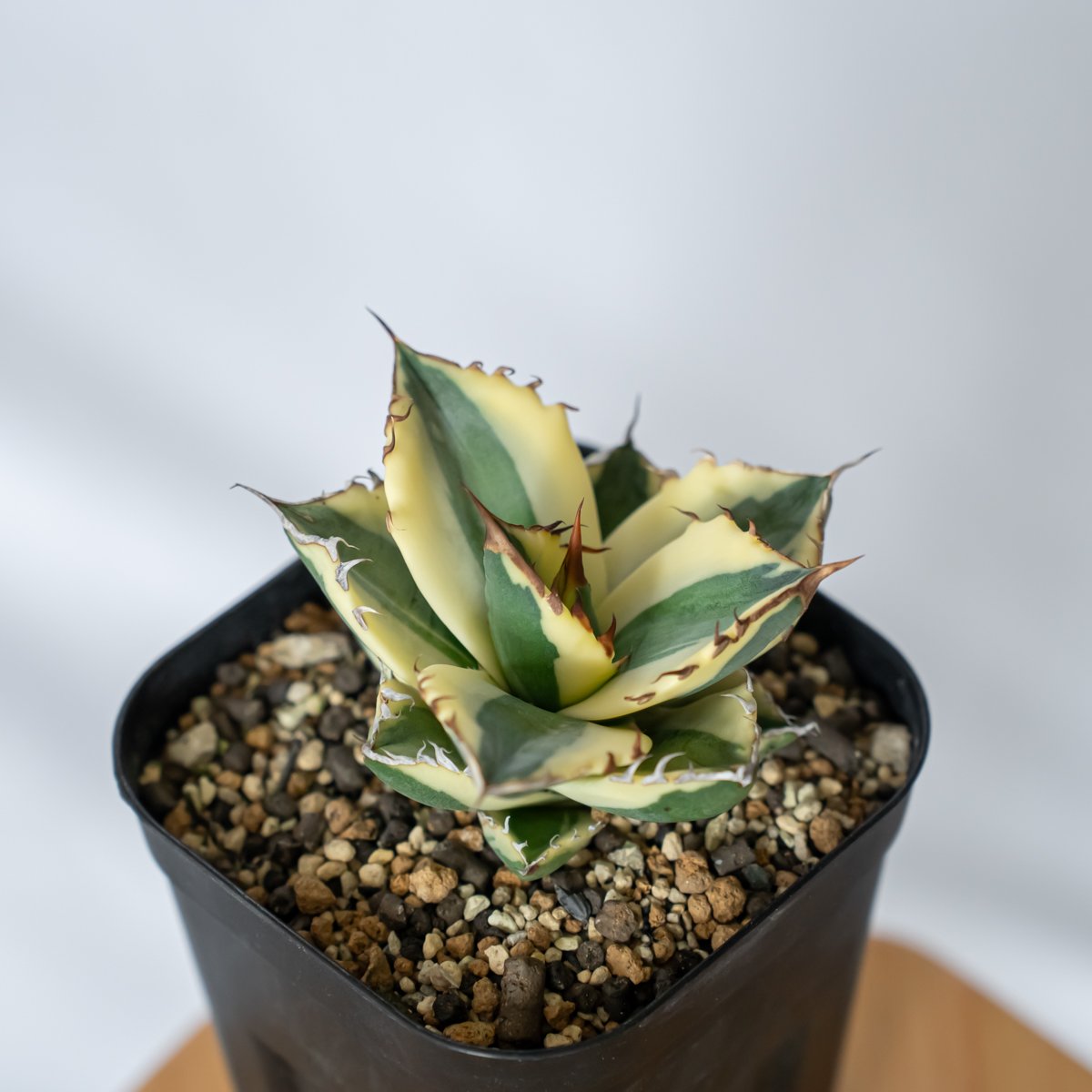 超美株！！アガベ　チタノタ　スナグルトゥース アガベ チタノタ スナグルトゥース Agave titanota Snaggle Tooth