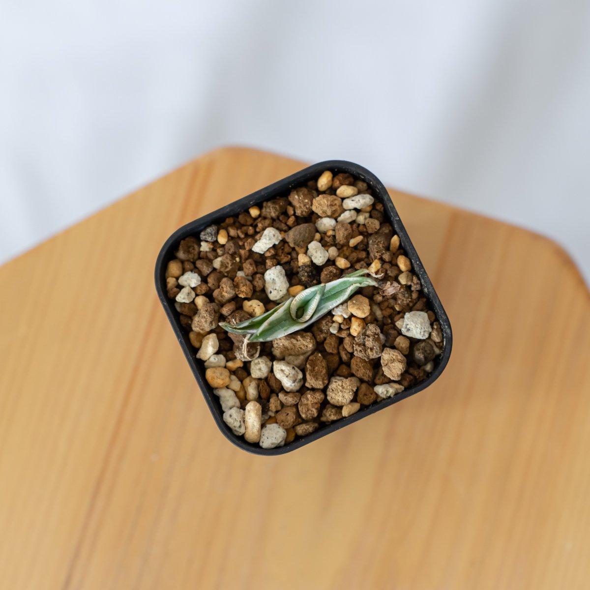 アガベ チタノタ 鷹の目 鷹眼【発根管理中】TC株 Agave titanota Hawk e