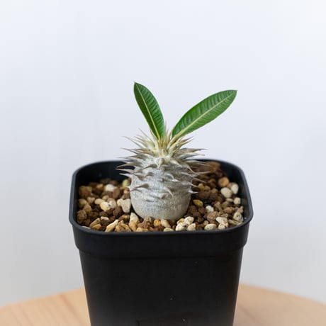 エブレネウム | STORES