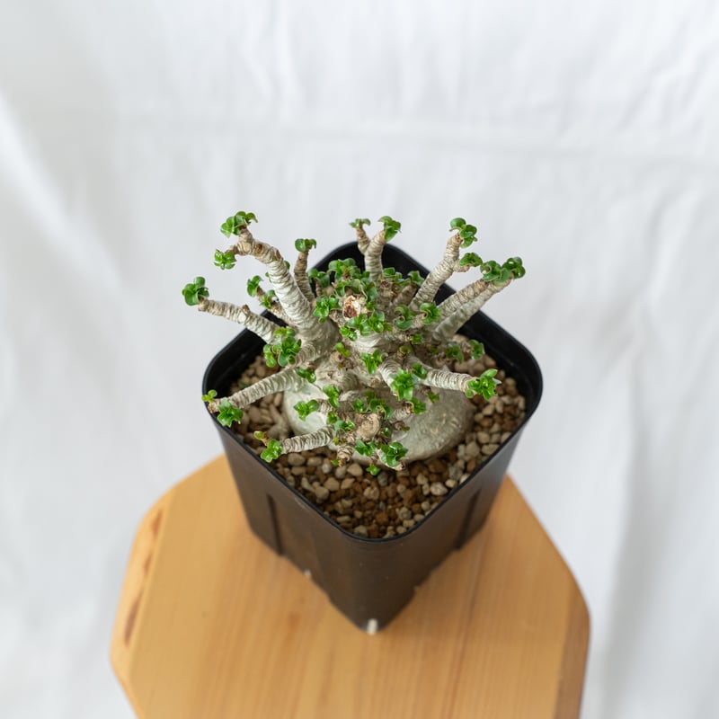 レア種❗️アデニウム 獅子葉 ドーセットホーン コーデックス アラビカム　塊根植物 ⑨《 Adenium Arabicum D.H.A》アデニウム アラビカム 獅子葉