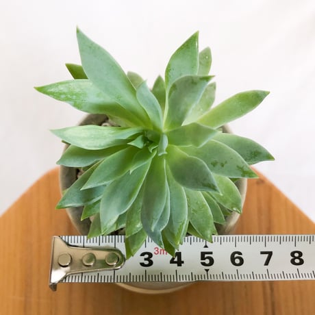 セデベリア ファンファーレ 鉢セット Sedeveria Fanfare 多肉植物 観葉植物 インテリアグリーン 静岡 ANTIDOTE 通販 S1296