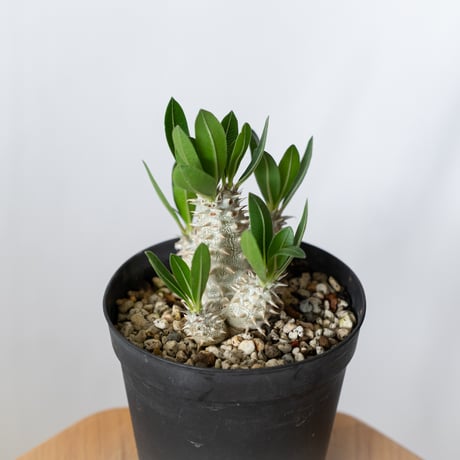 パキポディウム 恵比寿大黒 実生 Pachypodium Densicaule 塊根植物 コーデックス 多肉植物 珍奇植物 静岡 ANTIDOTE 通販 S1420