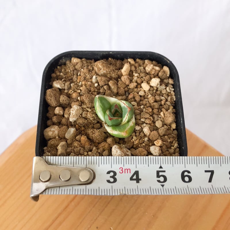 アガベ ピンキー【発根管理中】TC株 Agave Pinky 多肉植物 珍奇