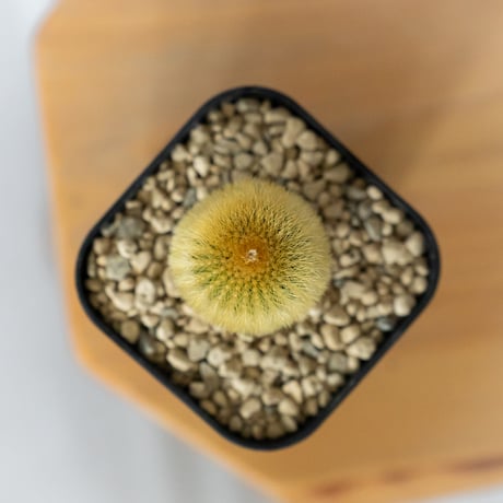 ユーベルマニア エリオカクトイデス 実生 Uebelmannia pectinifera v. eriocactoides サボテン 多肉植物 珍奇植物 静岡 ANTIDOTE 通販 S1483