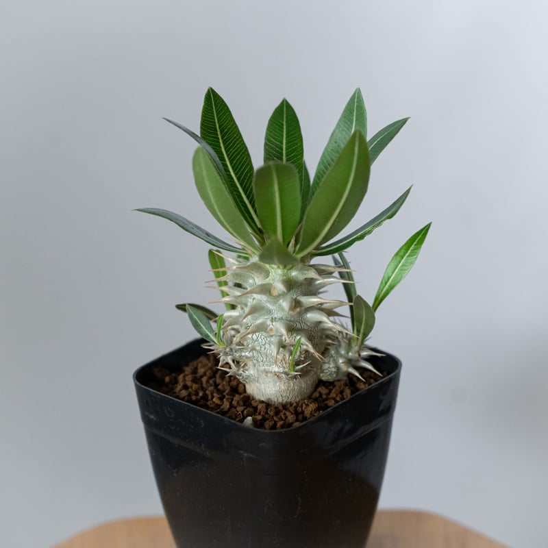 パキポディウム ホロンベンセ Pachypodium horombense 塊根植物