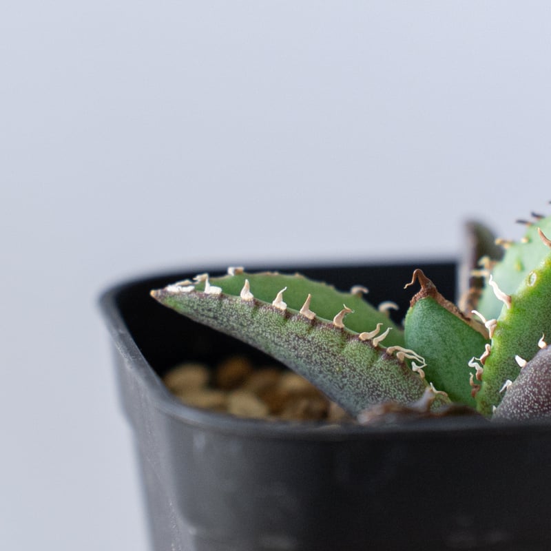 アガベ チタノタ 清櫻【発根管理中】 TC Agave titanota Seiou
