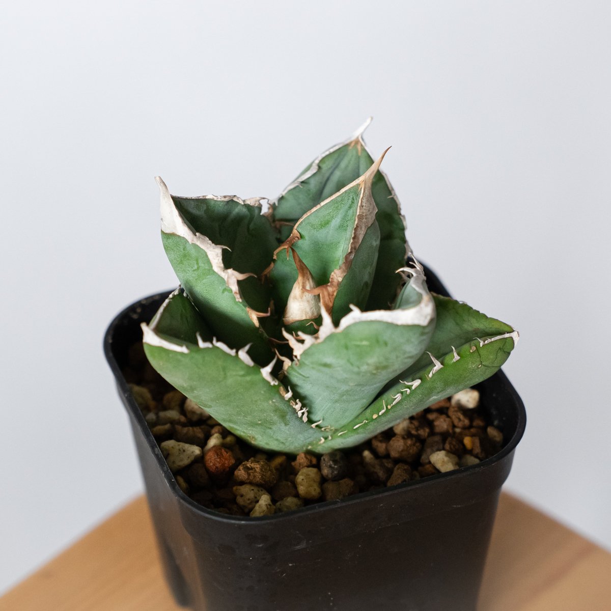 アガベ チタノタ 大白鯊 ホオジロザメ【発根管理中】TC株 Agave