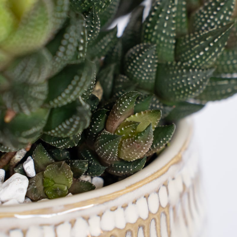 ハオルチア カルウィニー 鉢セット Haworthia chalwinii 多肉植物 観葉
