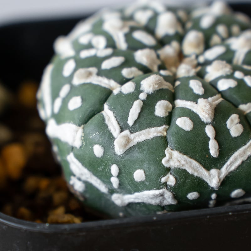 アストロフィツム スーパー兜 Vタイプ アロータイプ 実生 Astrophytum
