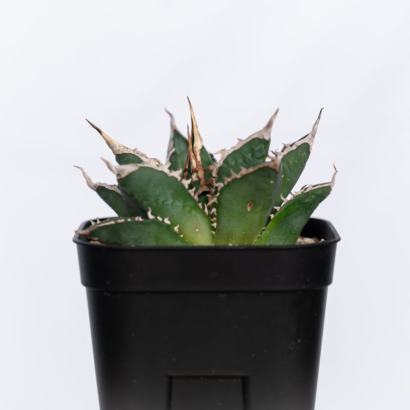 アガベ チタノタ 狼人 OC株 Agave titanota Werewolf 多肉植物 珍