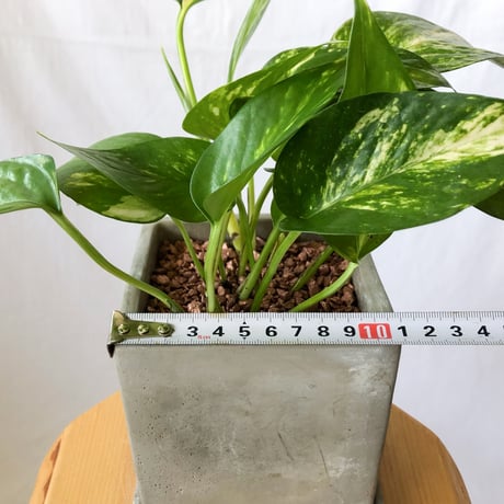 ポトス 鉢セット Pothos Epipremnum aureum 観葉植物 多肉植物 ハンギングプランツ インテリアグリーン 静岡 ANTIDOTE 通販 S1191
