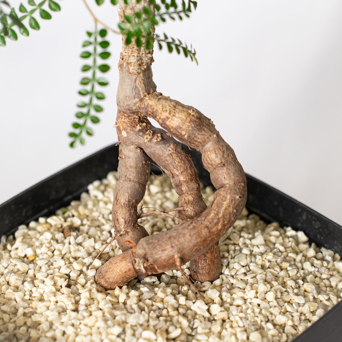 オペルクリカリア パキプス 実生 Operculicarya pachypus 塊根植物 多肉