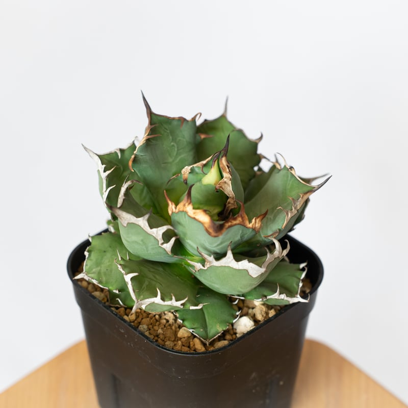 アガベ チタノタ 姫厳竜 OC株 Agave titanota 多肉植物 珍奇植物 静岡