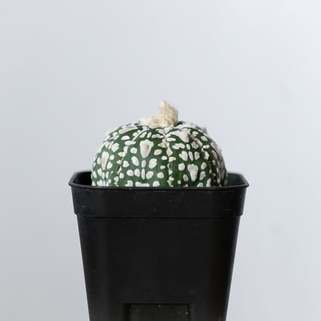 アストロフィツム スーパー兜 Vタイプ アロータイプ 実生 Astrophytum asterias Super Kabuto V サボテン 多肉植物 静岡 ANTIDOTE 通販 S1474