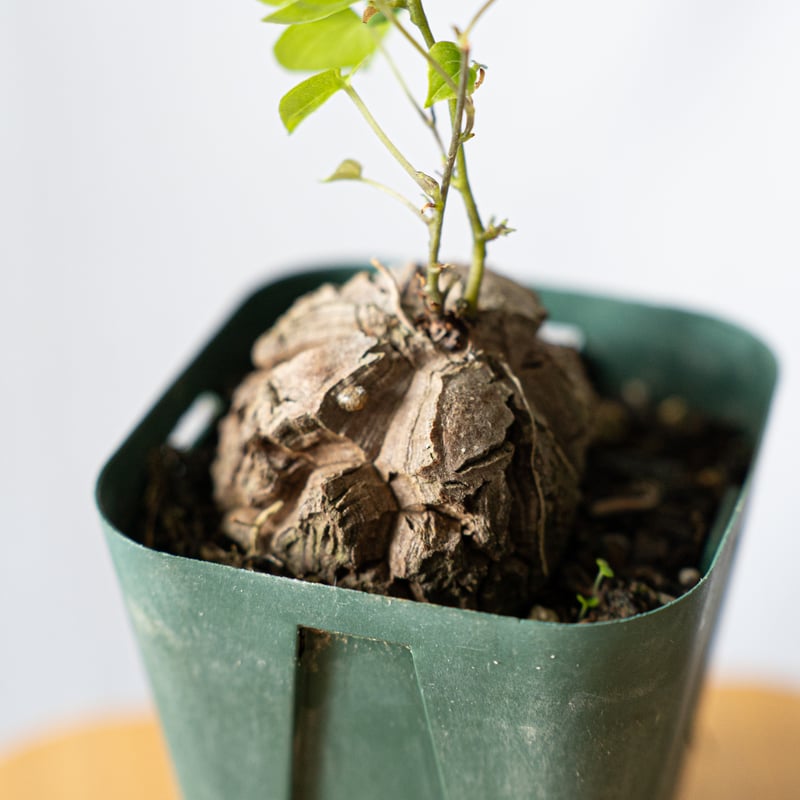 亀甲竜 ディオスコレア・エレファンティペス Dioscorea